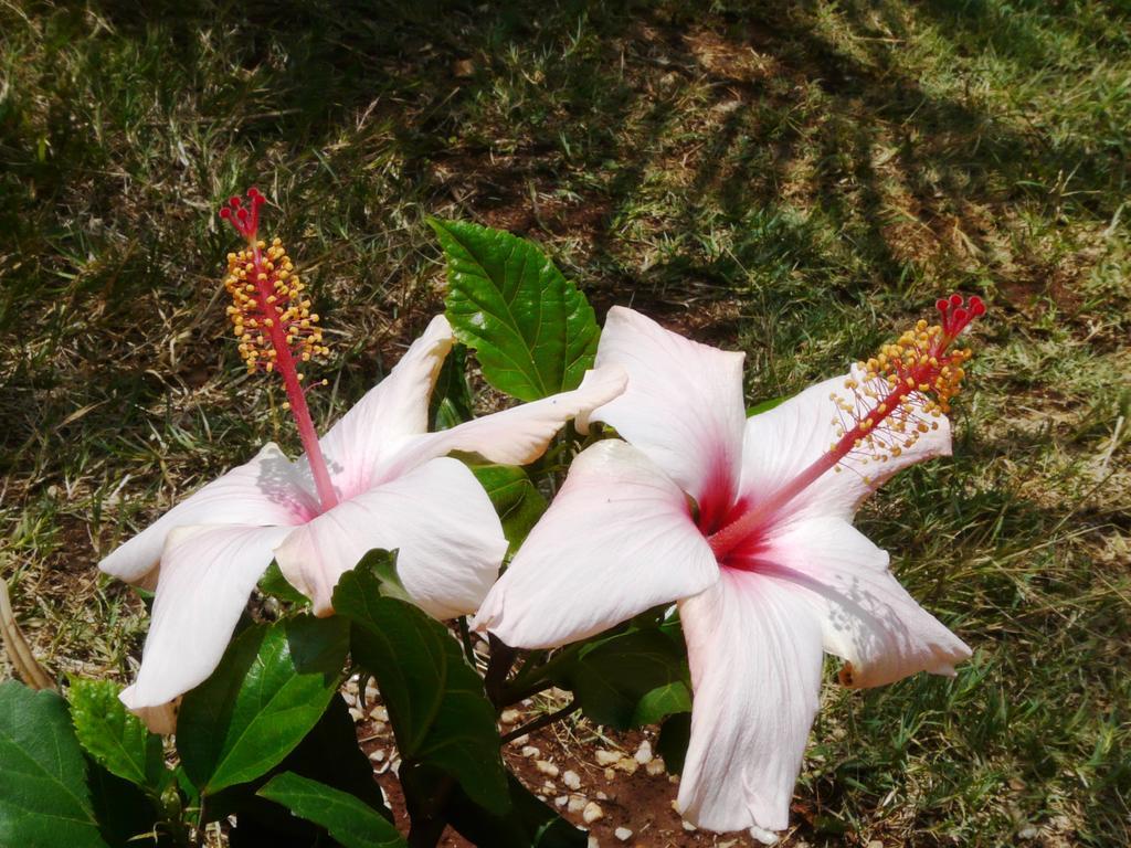 نيروبي Maison Mitwaba المظهر الخارجي الصورة